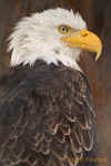 Captive Eagle