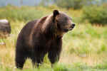 Grizzly_Bear003.jpg (63366 bytes)