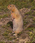 Ground_Squirrel_009.jpg (104462 bytes)