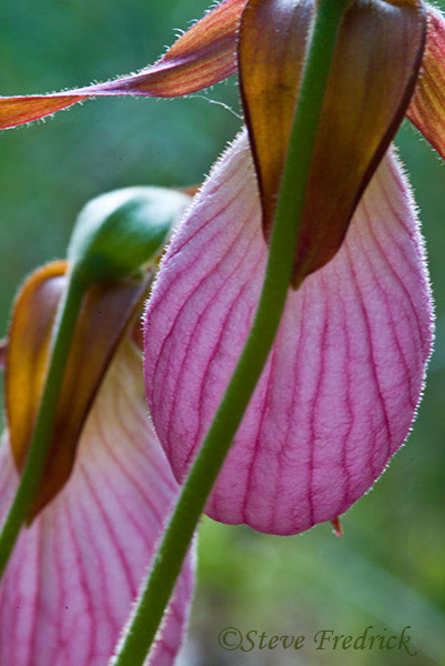 2006_0513PinkLadySlippers0020