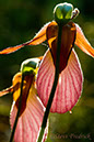 2006_0513PinkLadySlippers0051
