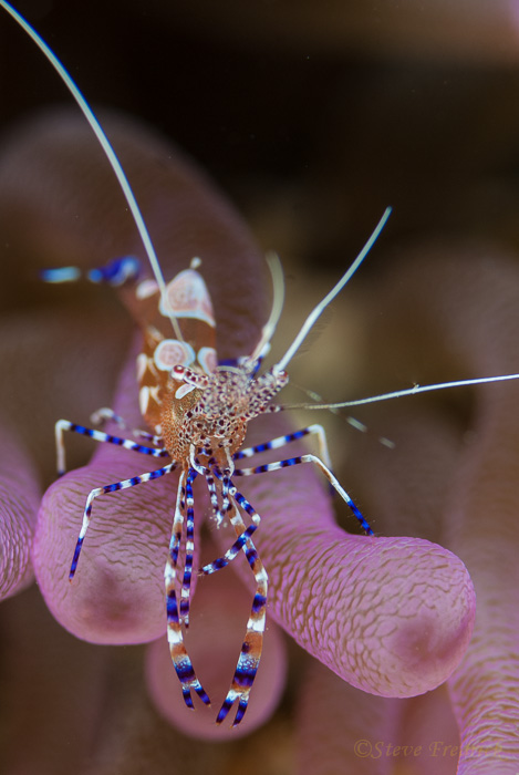 Anemone Shrimp (Periclimenes yucatanicus)
