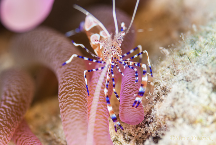 Anemone Shrimp (Periclimenes yucatanicus)