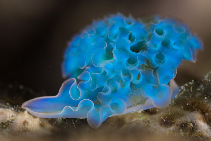 Blue Lettuce Sea Slug 