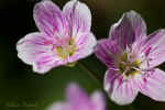 Spring Beauty #3 -- Shink's Ferry Wildflower Preserve