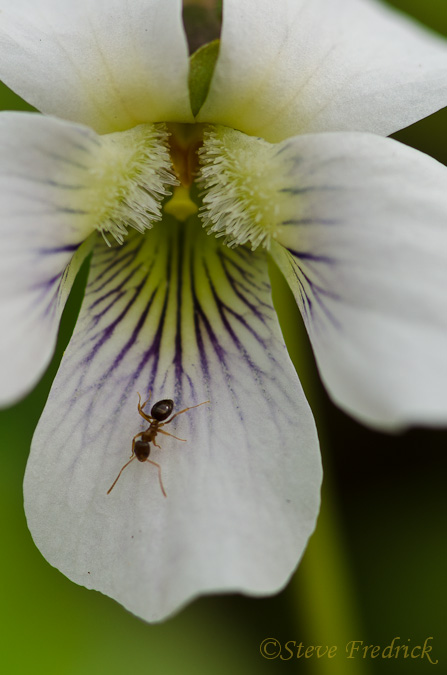 White Violet with Ant