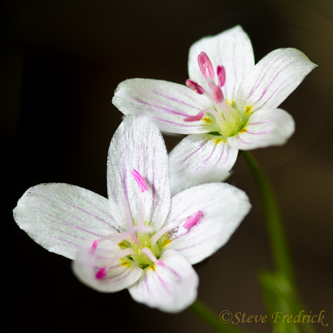 Spring Beauty (Focus Stacked)
