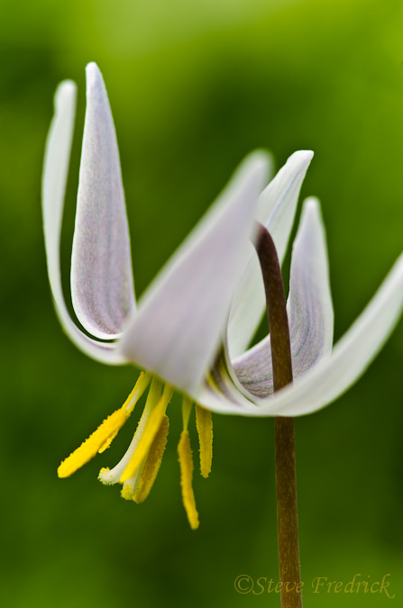 Whiter Trout Lily