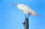 Great Eget, in breading plumage, perched on dead tree in Assawoman WLA, DE.