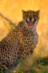 Cheetah.jpg (39429 bytes)