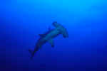 Hammer Head Shark, Cocos Is, Costa Rica