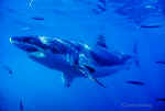 Great White Shark, Guadalupe Is, Mexico