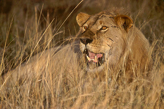 Sub-Adult Male Lion