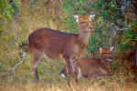 Pair of Sika Deer, One standing and one laying