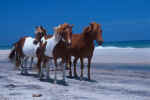 Asseteatgue Ponies on the Beach