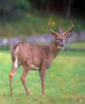 White Tail Buck--Valley Forge, PA.