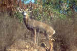 Mule Deer---California