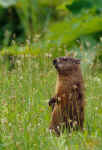 Ground Hog standing sniffing the air.