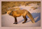 Red Fox standing on sand