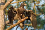 American Bald Eagle Fledgling