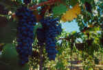 Grapes on the vine, Southern California