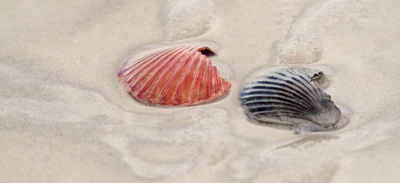Pair of Scallop Shells at the Surf Line
