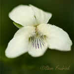 White Violet -- Shenk's Ferry Wildflower Preserve