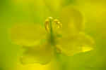 Wild Mustard Close-up -- Shenk's Ferry Wildflower Preserve